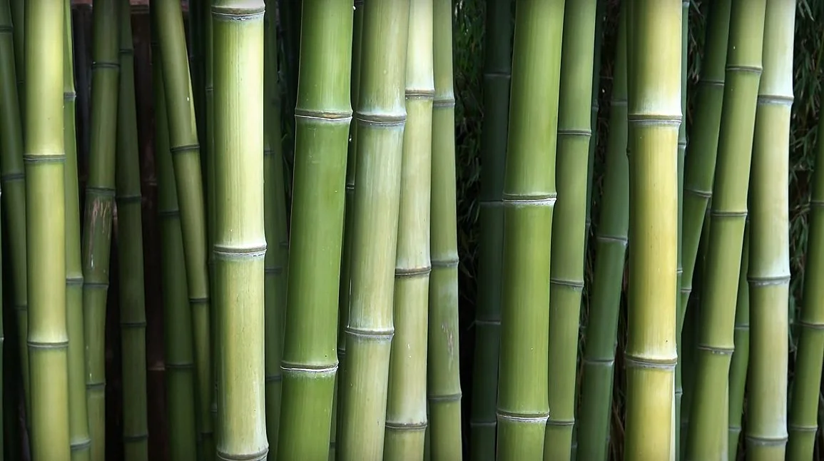 Bamboo Plant Selection, Seattle, WA — Bamboo Collective Plant Nursery